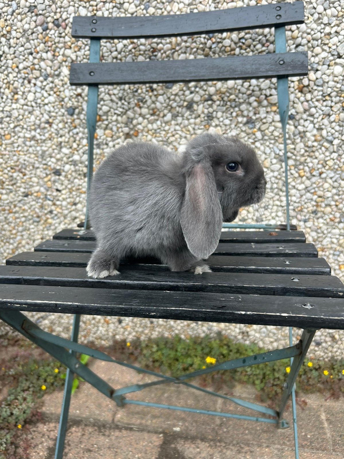 Lief jong hangoor konijntje, Mâle, Petit, Oreilles tombantes, 0 à 2 ans