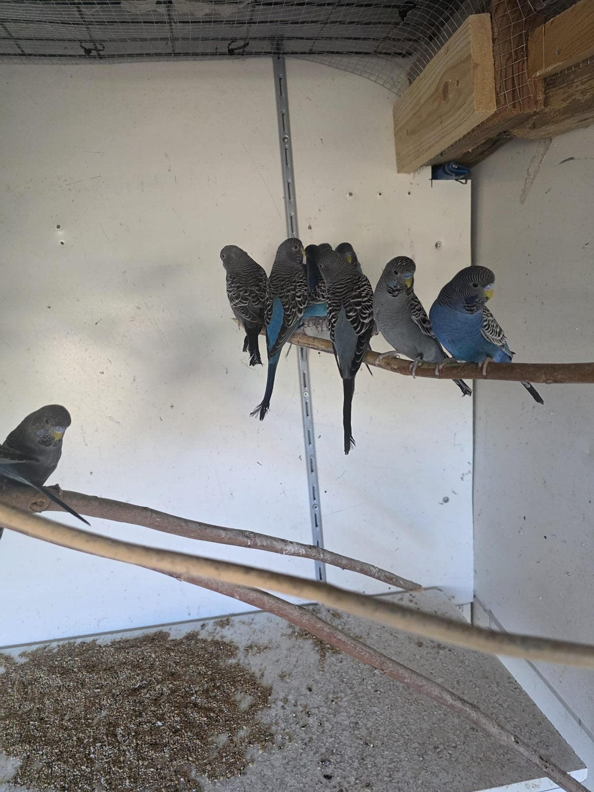 Blackface grasparkiet, Dieren en Toebehoren, Vogels | Parkieten en Papegaaien, Mannelijk, Parkiet, Geringd