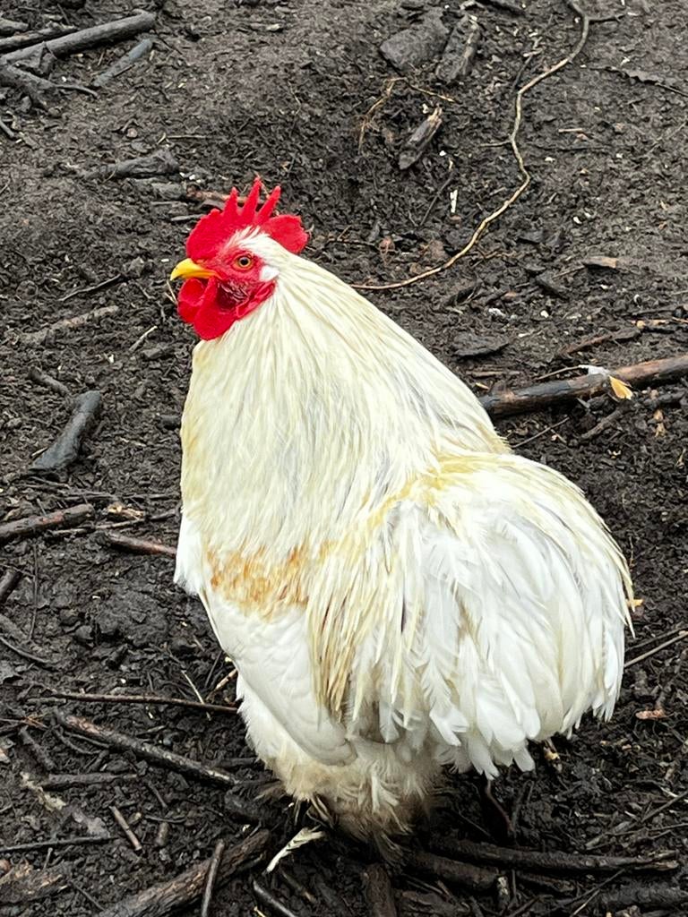 Broedeieren cochien kriel, Dieren en Toebehoren
