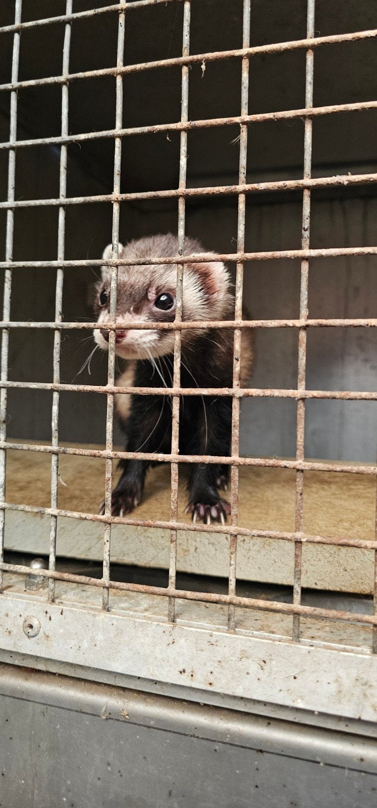 gecastreerde fret mannetje, Dieren en Toebehoren, Knaagdieren, Maart, Fret