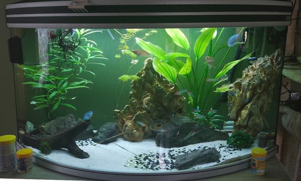 Aquarium, Animaux & Accessoires, Enlèvement, Utilisé, Aquarium d'eau douce rempli, Aquatlantis