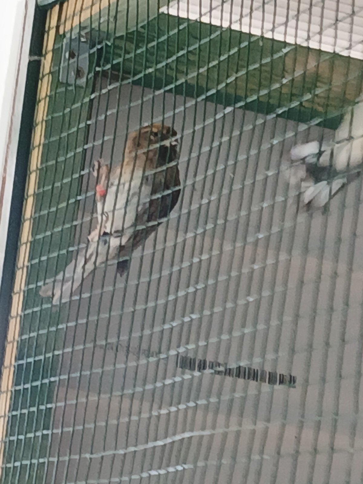 barmsijs, Vrouwelijk, Wildzangvogel, Geringd