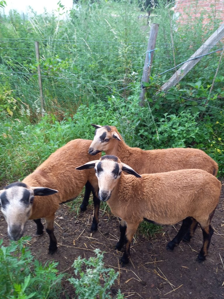 barbados black belly, jonge rammen, haarschaap, Dieren en Toebehoren, Overige Dieren, April