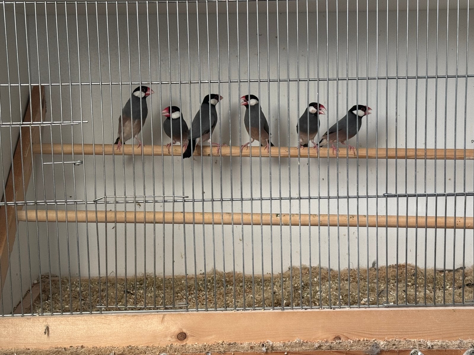 Lot de 6 padda/java