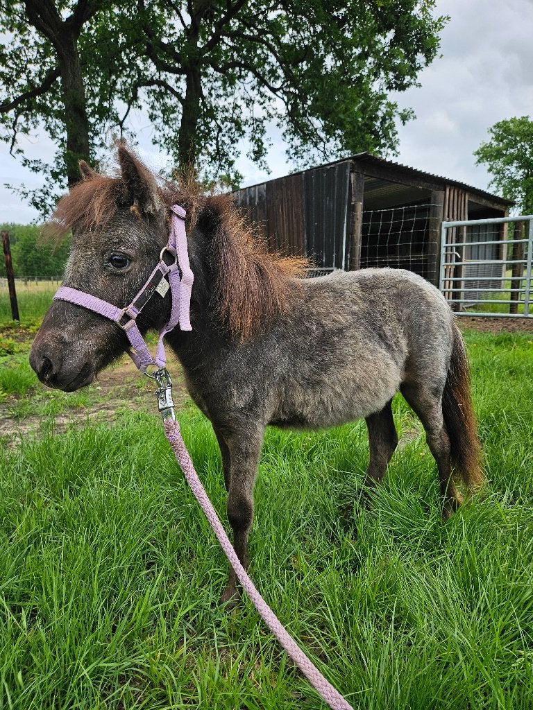 Mini-appaloosamerrie met stamboom, Dieren en Toebehoren, Pony's, Merrie, 0 tot 2 jaar, Met stamboom, Gechipt, Ontwormd