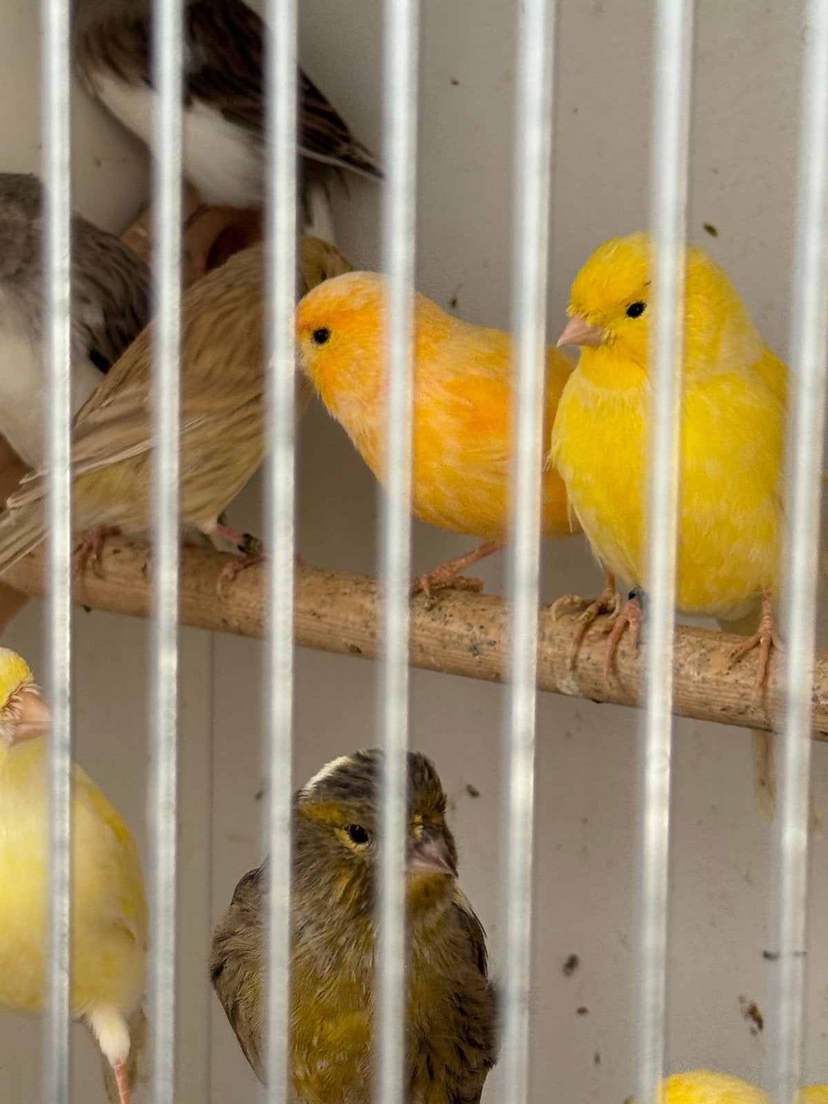 Canaris à vendre, Animaux & Accessoires