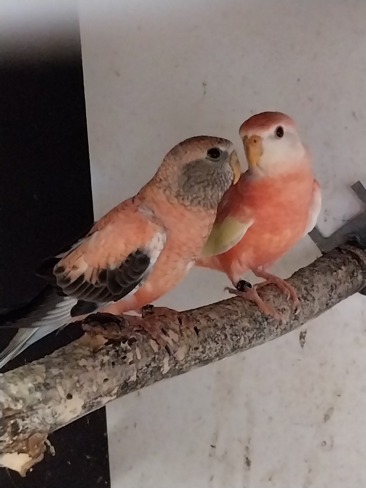 Boerkens parkieten, Plusieurs animaux, Perruche, Bagué