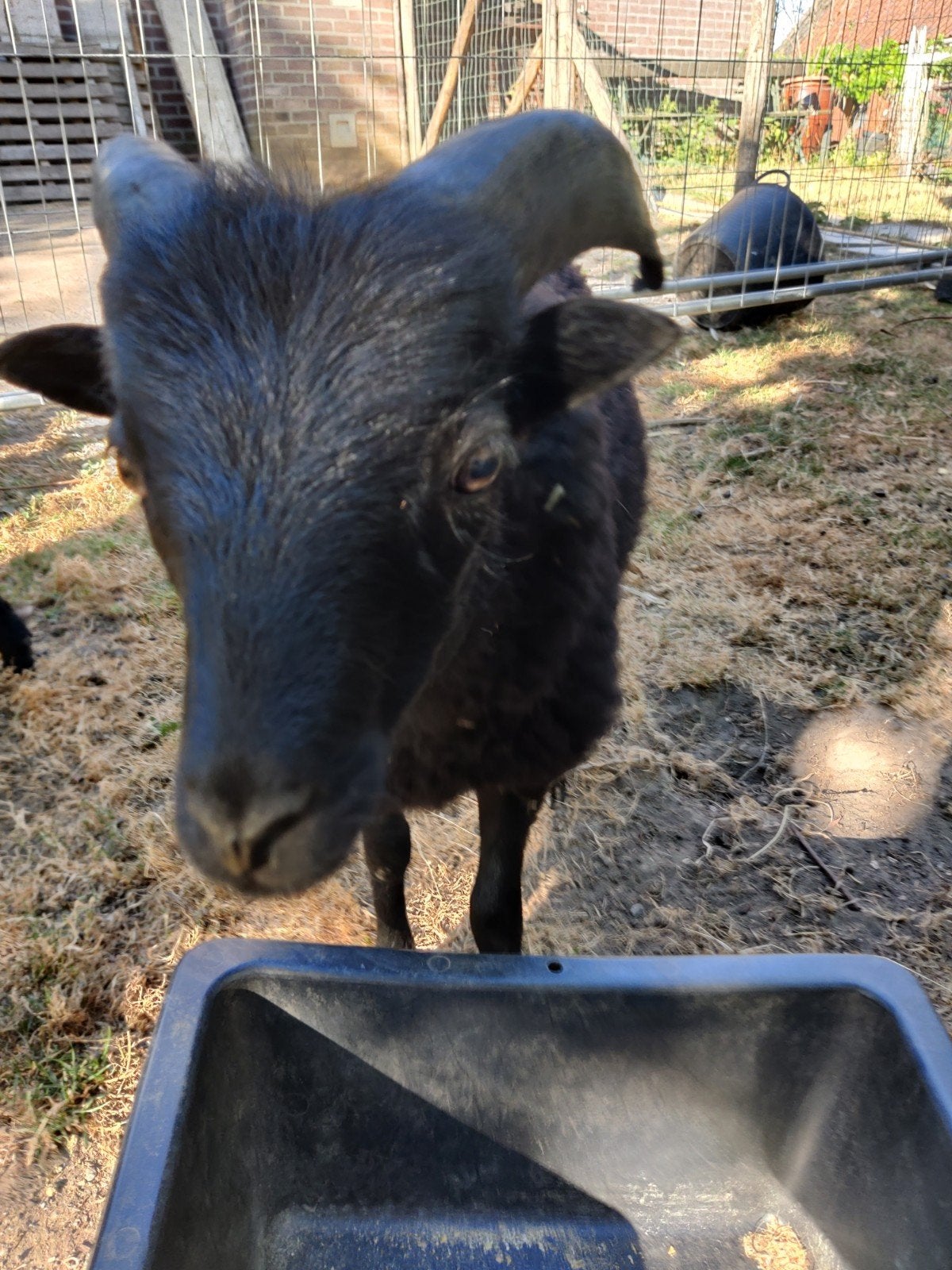 Zwart Ouessant Ramlam, Dieren en Toebehoren, Mannelijk, Schaap, 0 tot 2 jaar