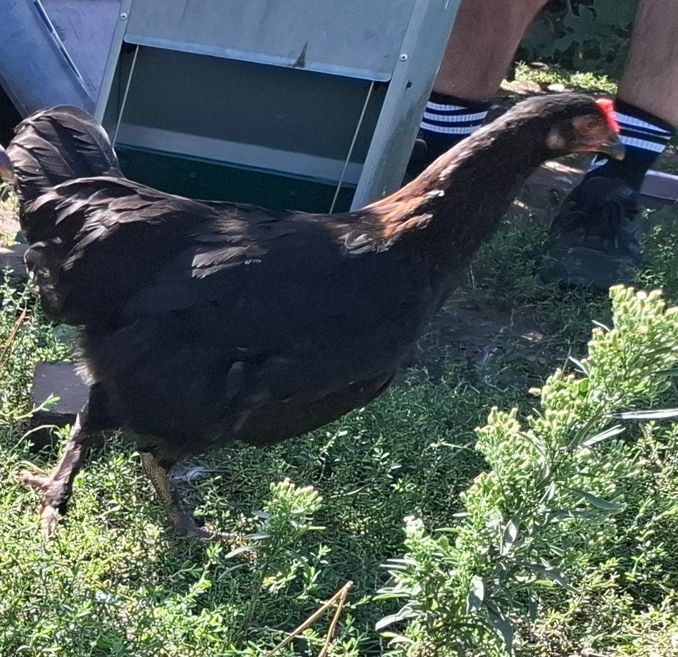2 zwarte marans pullen