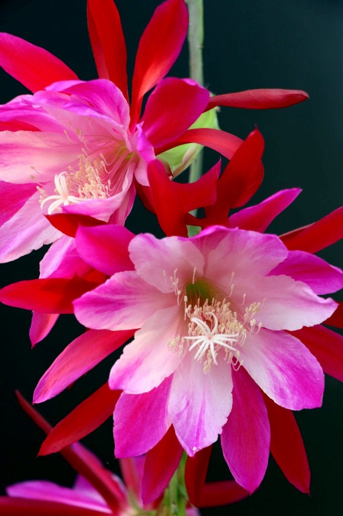 cactus - Epiphyllum - Aporocactus assorti, Maison & Meubles, Plantes d'intérieur, Enlèvement, Cactus