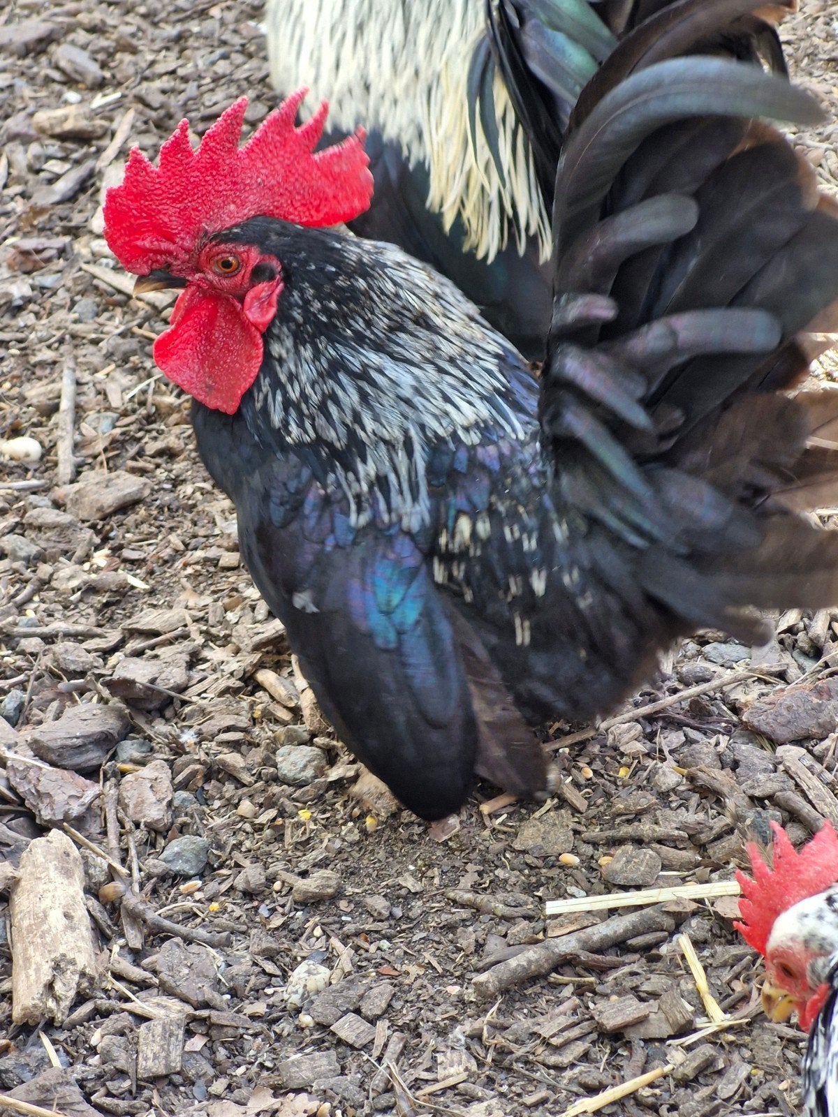 Chabo haan, Dieren en Toebehoren, Pluimvee