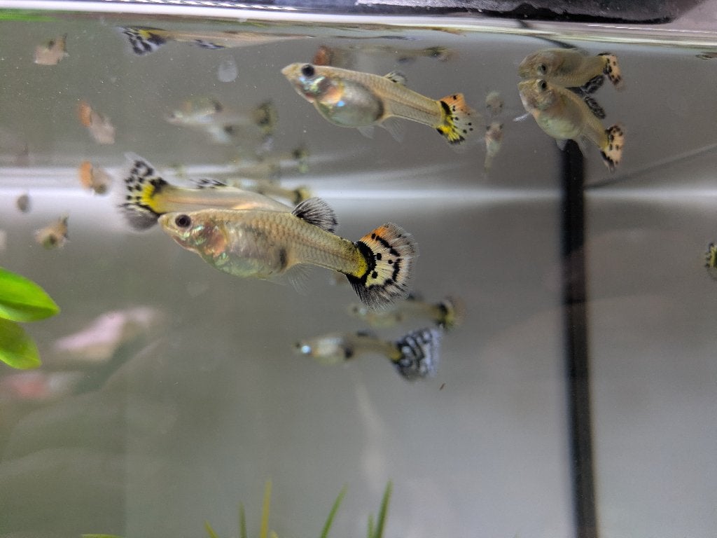 Guppy's, Poisson, Poisson d'eau douce