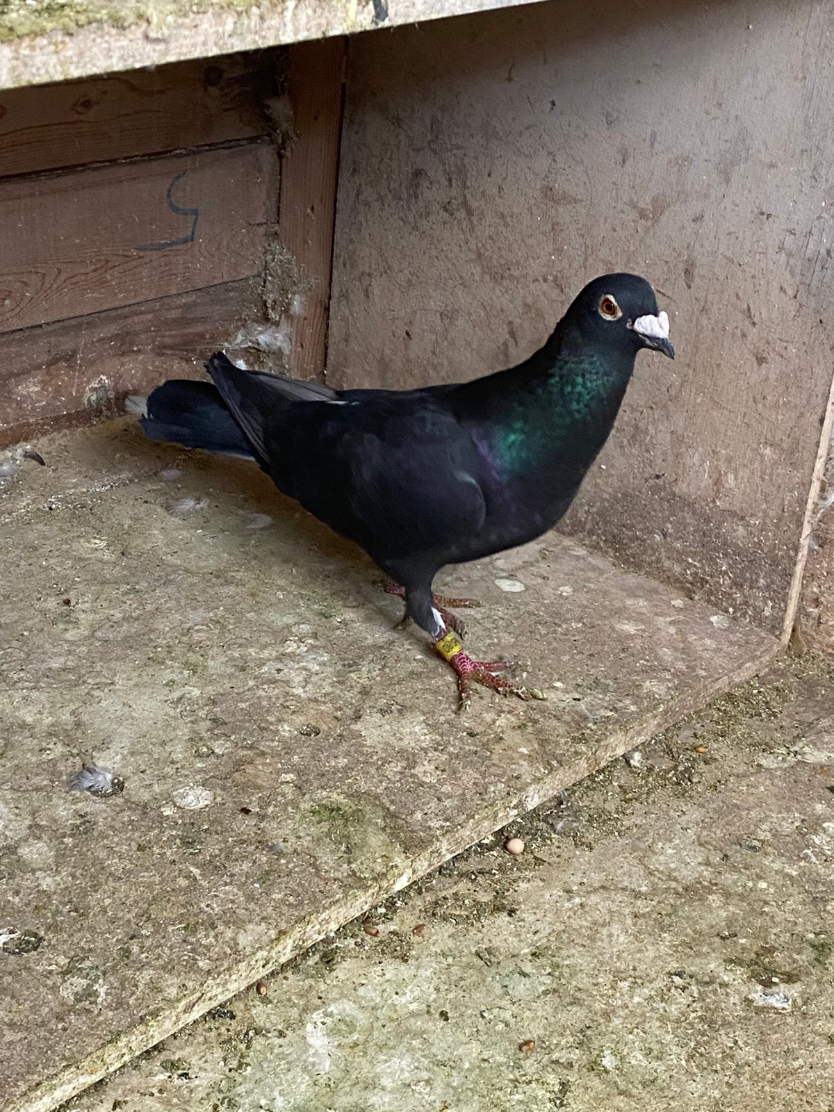 Kwekers doffers, Dieren en Toebehoren, Mannelijk, Postduif