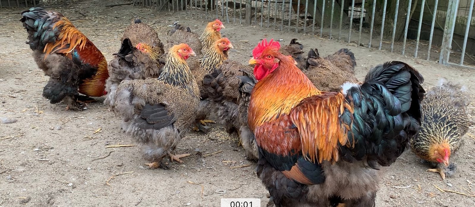 Cochin groothoender, Dieren en Toebehoren