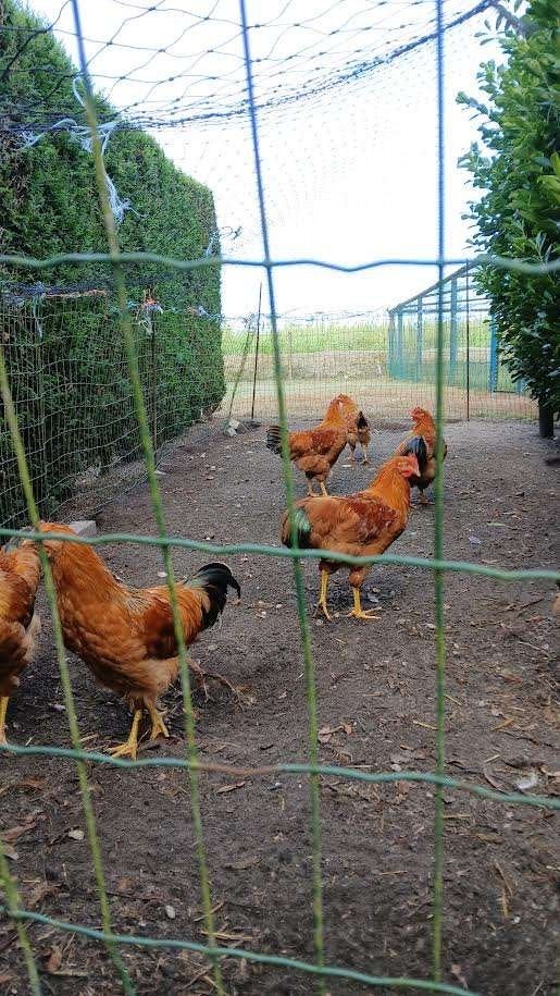 jonge new hampshire hanen, Dieren en Toebehoren, Mannelijk, Kip
