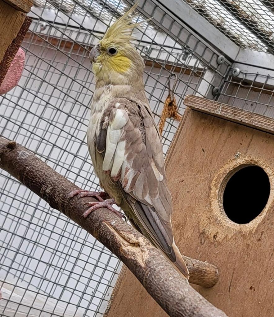 Calopsitte femelle joue jaune, Femelle