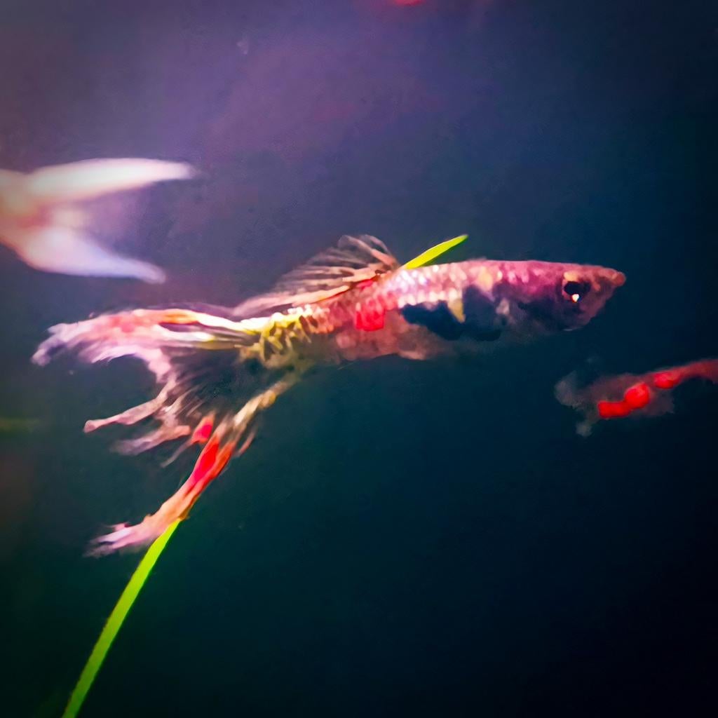 Endler en Endler x guppy hybrides