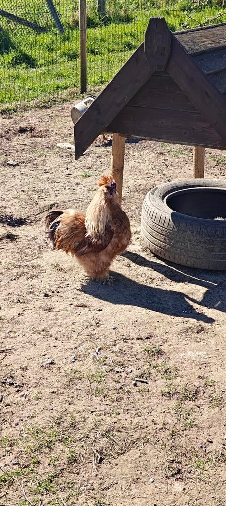Broedeieren zijdehoenen, Dieren en Toebehoren, Geslacht onbekend, Kip