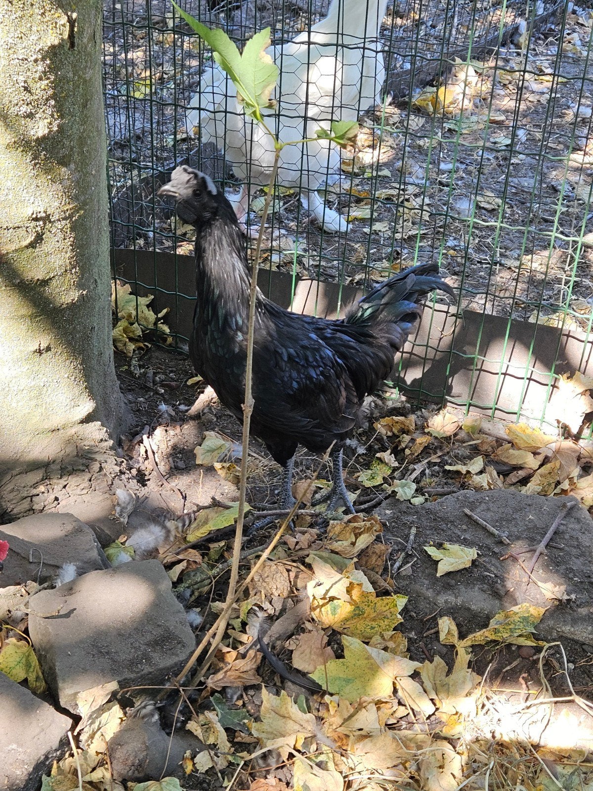 Ayam Cemani Haan (3 maanden oud), Dieren en Toebehoren, Pluimvee, Mannelijk, Kip