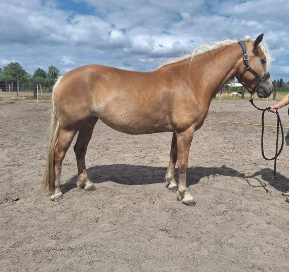 haflinger 4 jaar (groen ), Merrie, Minder dan 160 cm, Met stamboom, 3 tot 6 jaar