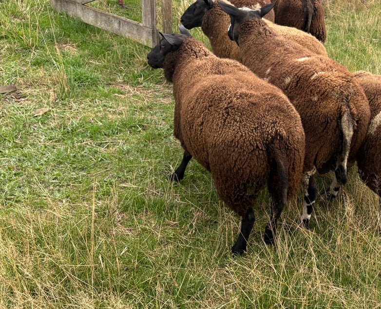 Ooi lammeren, Vrouwelijk, Schaap