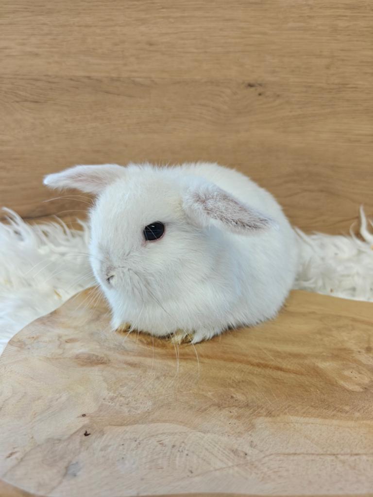 Minilop voedstertje, Animaux & Accessoires, Lapins, Nain, Femelle, 0 à 2 ans, Oreilles tombantes