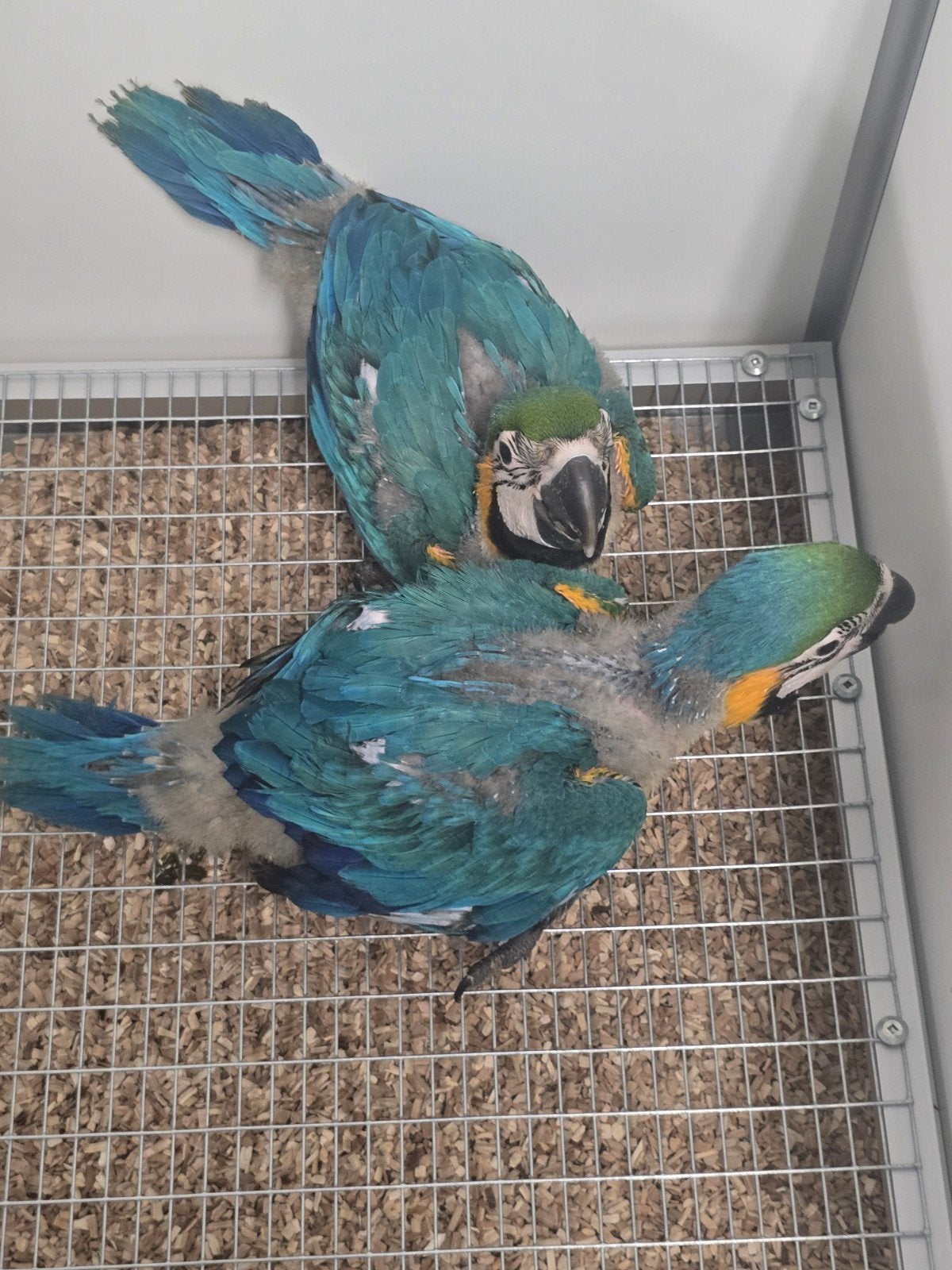 Tamme Jonge baby Blauw Gele Ara's

Voor inlichtingen kunt u, Dieren en Toebehoren, Papegaai, Tam