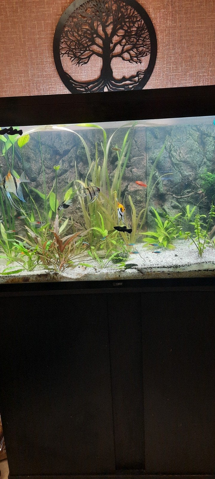 aquarium ciano 200 litres  complet, Enlèvement, Pompe, Utilisé, Aquarium d'eau douce rempli