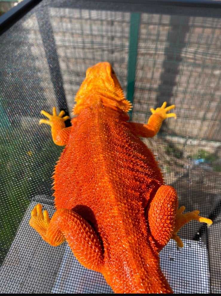 Pogona vitticeps femelle red hypo trans