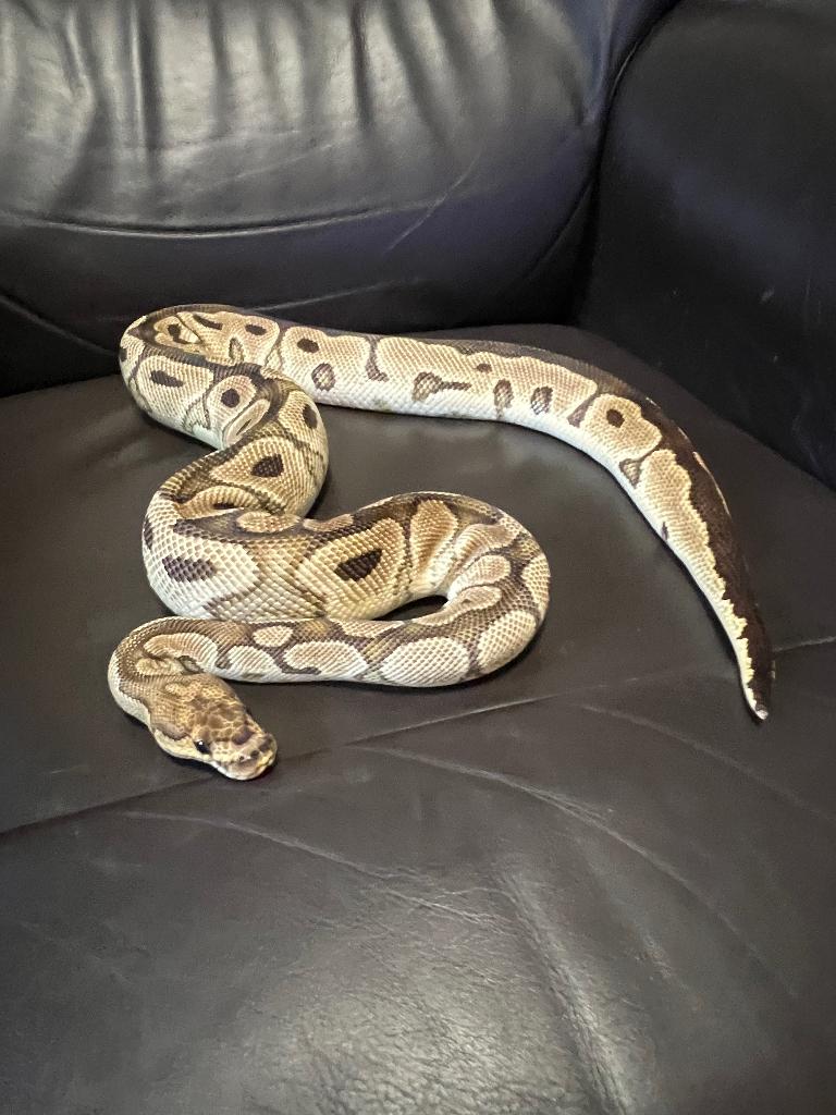 Ball python, Dieren en Toebehoren, Slang, Tam, 3 tot 6 jaar