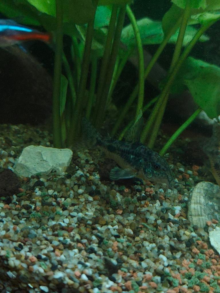 Corydoras paleatus / gevlekte Corydoras, Dieren en Toebehoren