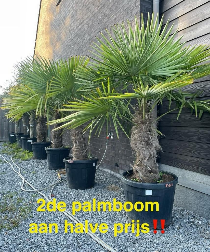 ‼️palmbomen trachycarpus fortunei aan onklopbare prijzen‼️, Ophalen
