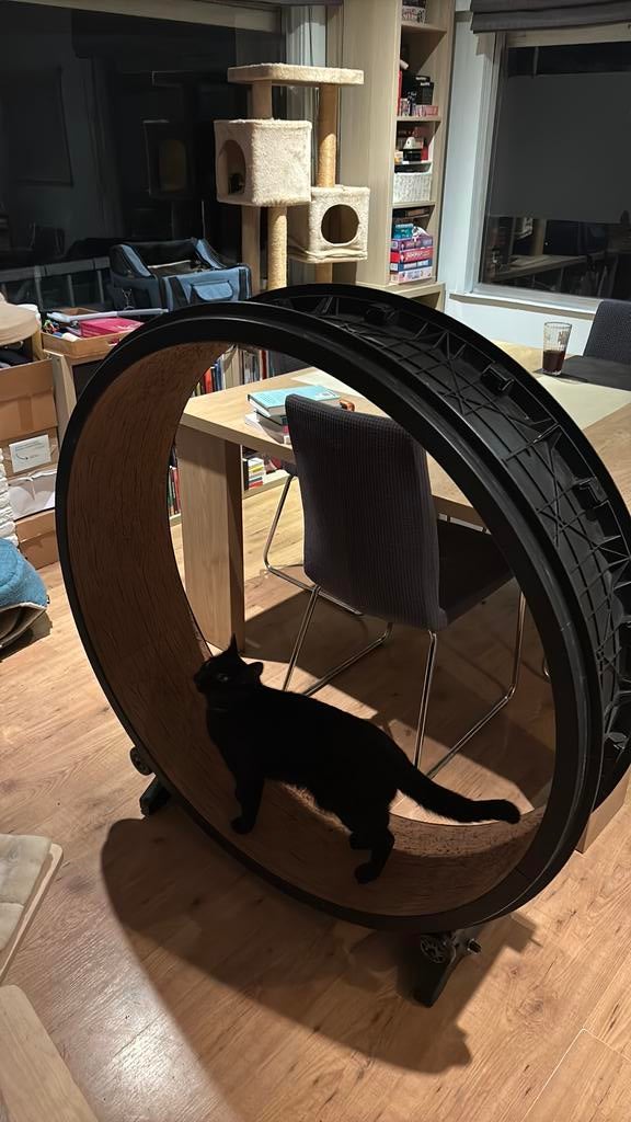 ‘One fast cat’ kattenwiel, Dieren en Toebehoren, Ophalen