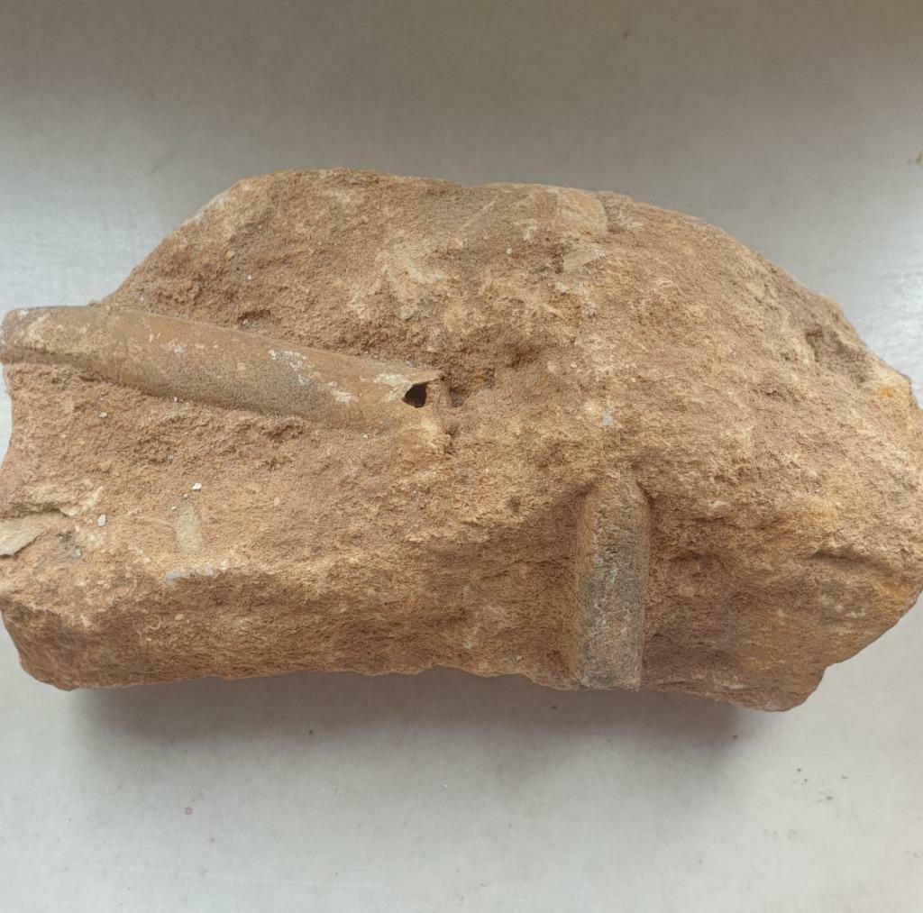 Fossile, Enlèvement ou Envoi, Fossile