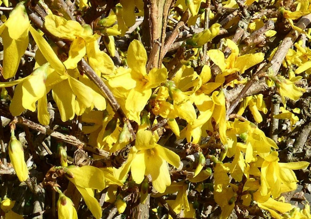 Forsythia - jeune arbuste de 50 cm jolies fleurs dès mars, Tuin en Terras, Ophalen, Struik