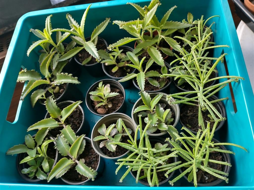 kalanchoes (mother of 1000), jonge plantjes, Enlèvement