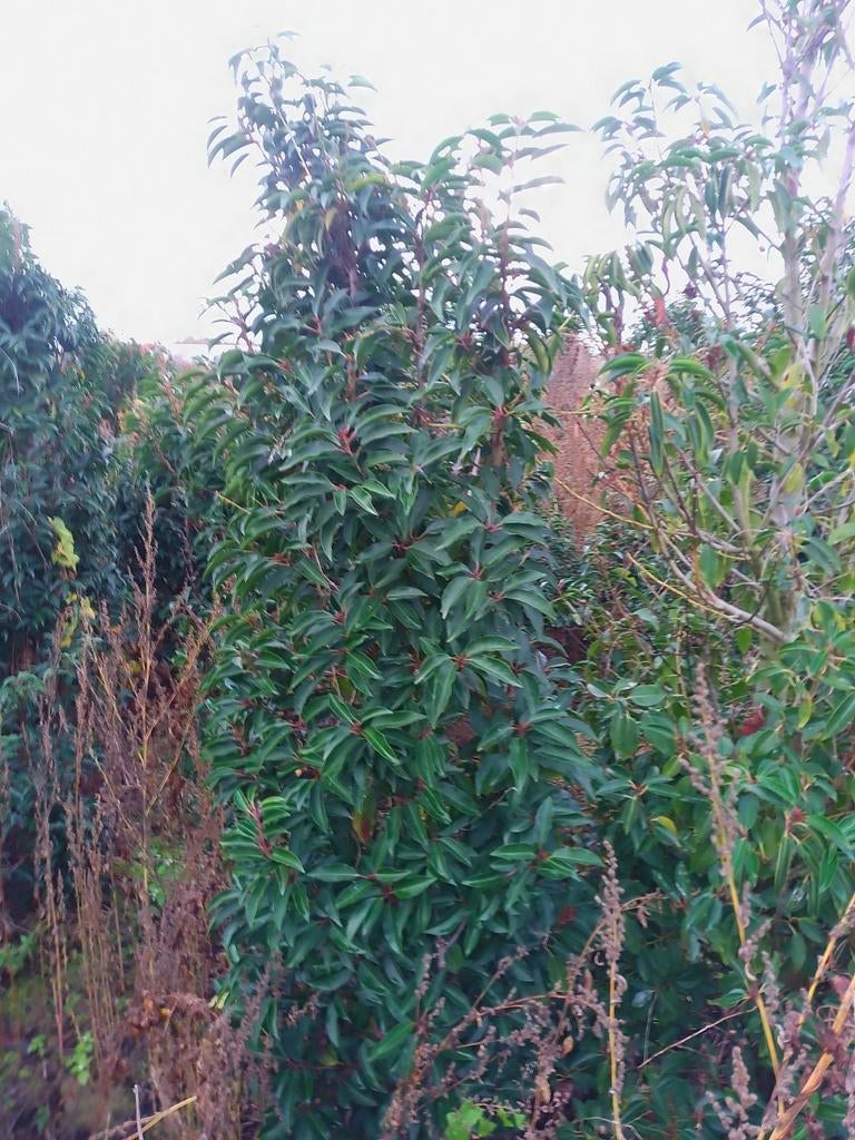 Prunus, plantes supérieures 140/160 et 180/200, Enlèvement, Laurier, Haie, 100 à 250 cm