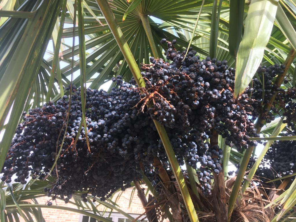 Verse zaden Trachycarpus fortunei 2026, Ophalen