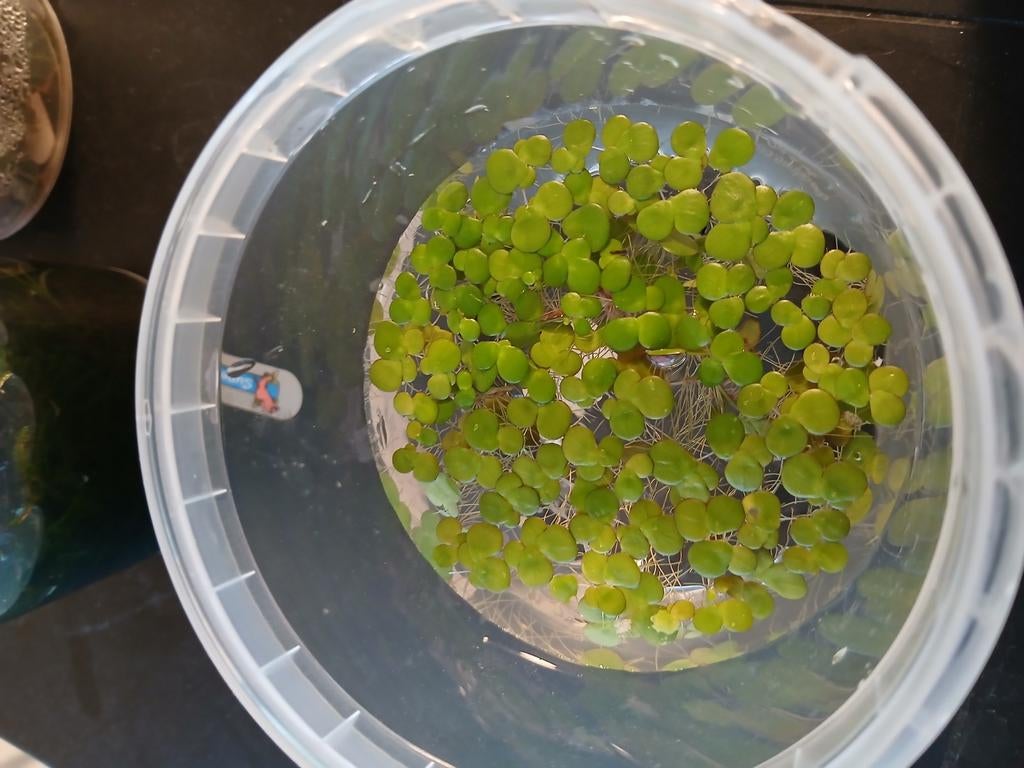 Veelwortelig kroos, Dieren en Toebehoren, Vissen | Aquaria en Toebehoren, Ophalen of Verzenden, Plant(en), Steen of Hout