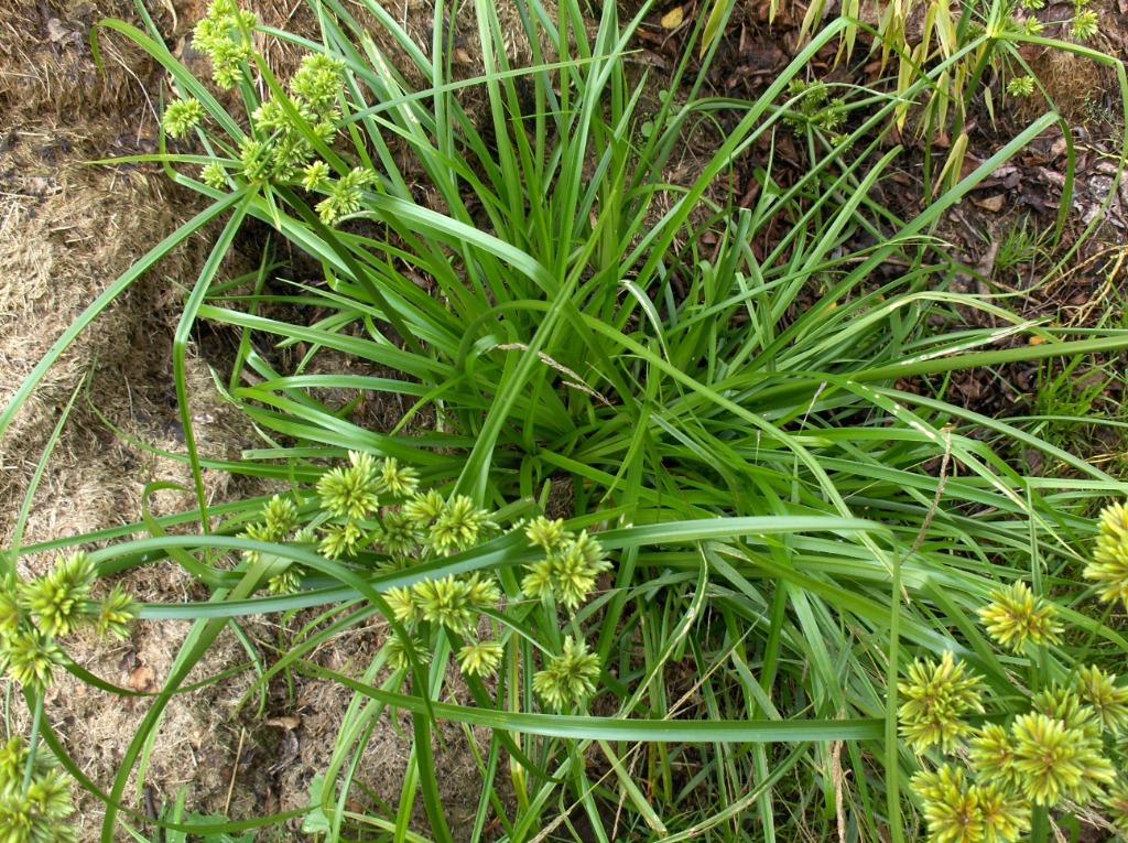 Siergras Cyperus glaber, Ophalen, Vaste plant, Siergrassen