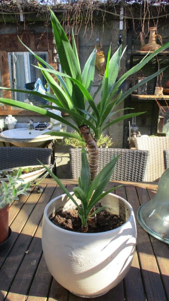 Twee Yucca planten in potten, Huis en Inrichting, Kamerplanten, Ophalen, Halfschaduw, In pot, Minder dan 100 cm