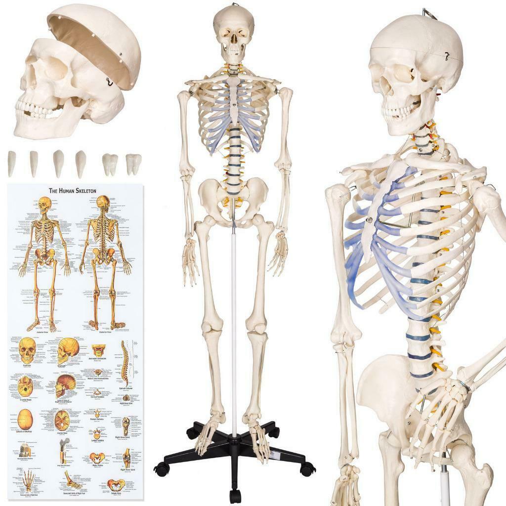 Levensgroot, Gedetailleerd, Medisch Model-Skelet., Ophalen of Verzenden, Nieuw, Apparaat