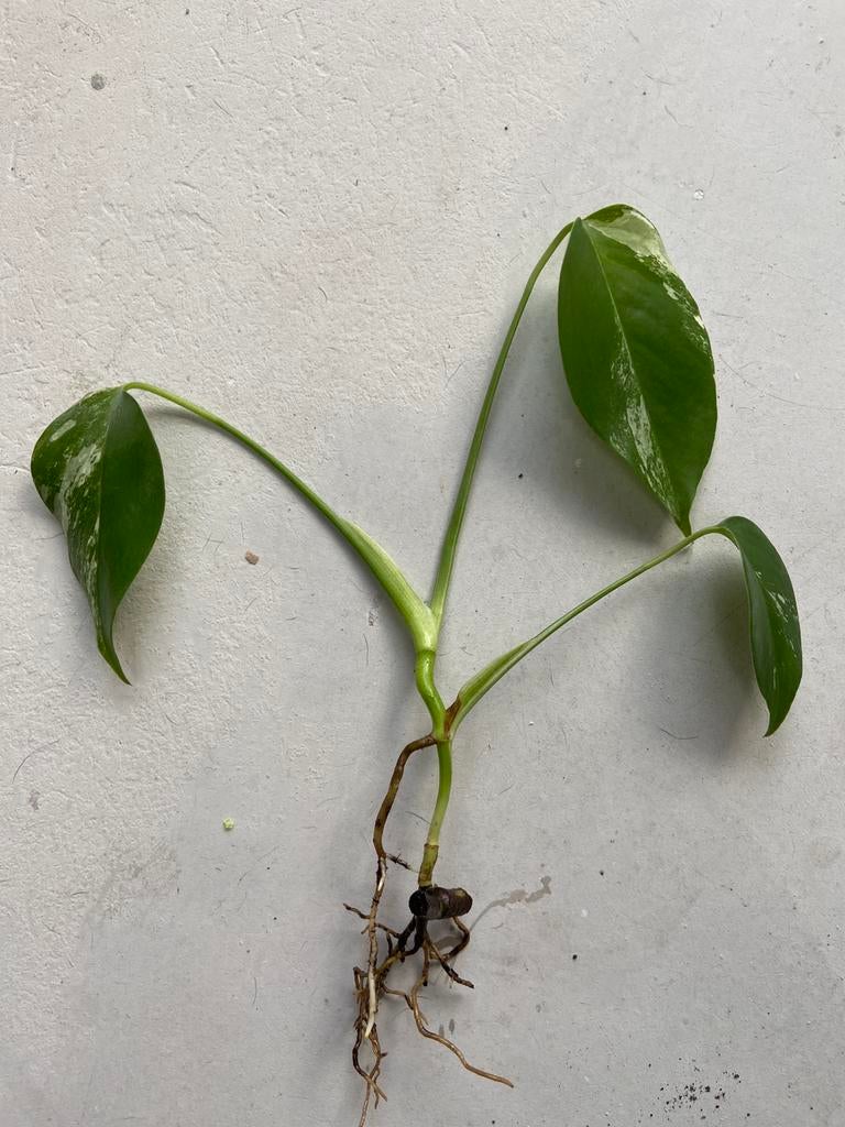 Monstera Variegata, Ophalen