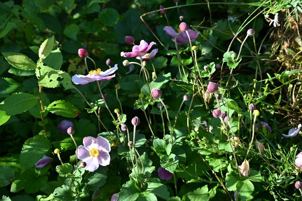 Anemone Robustissima p9, Tuin en Terras, Ophalen, Vaste plant