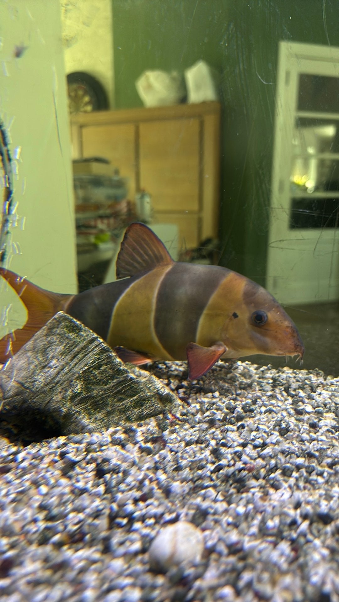 Aquarium vissen, Animaux & Accessoires, Poisson, Poisson d'eau douce