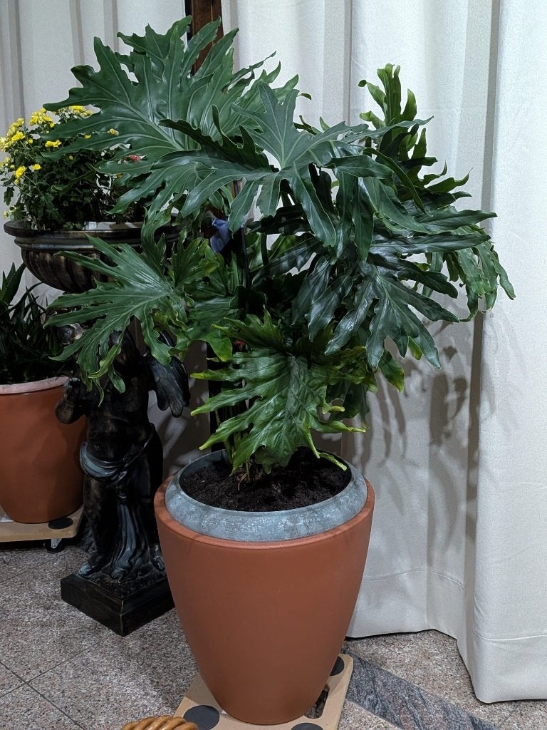 Plante Monstera, Enlèvement, Autres espèces