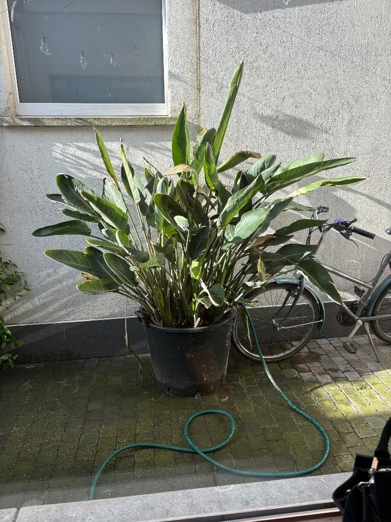 Paradijsvogelplant, Tuin en Terras, Planten | Tuinplanten, Ophalen