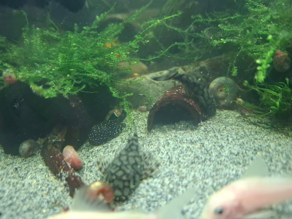 Ancistrus gezocht, Dieren en Toebehoren, Vissen | Aquariumvissen