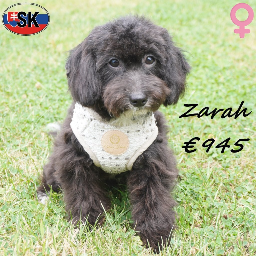 Zarah, adorables femelle Maltipoo - à vendre, 15 semaines à 1 an, Un chien, Étranger, Commerçant