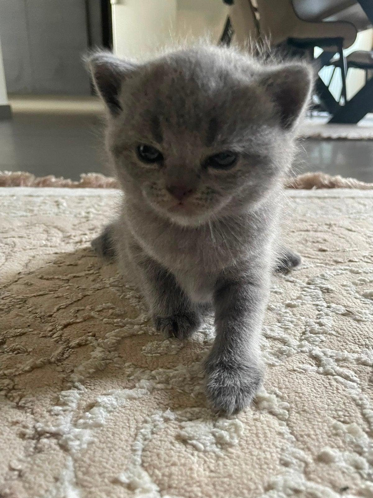 Britse Korthaar kittens